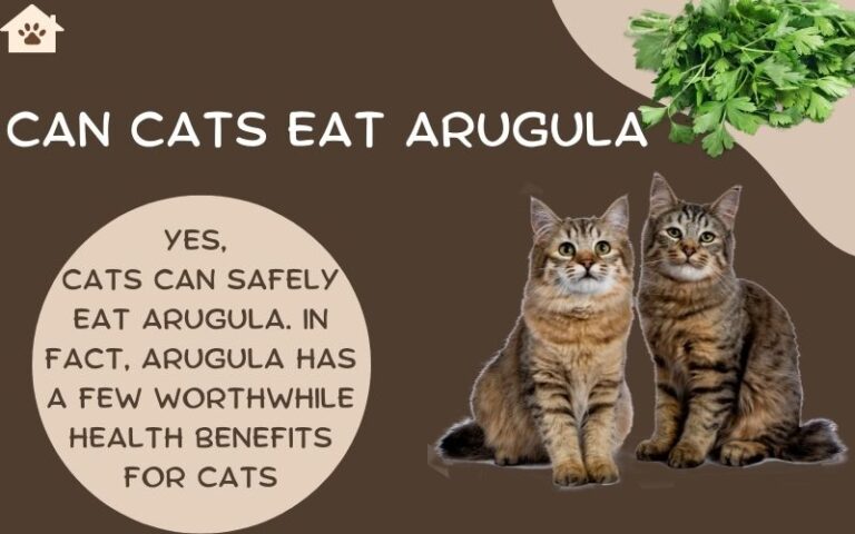 Can Cats Eat Arugula? | Is Arugula Good/Toxic To Cats