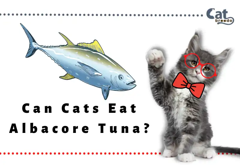 Can Cats Eat Albacore Tuna?