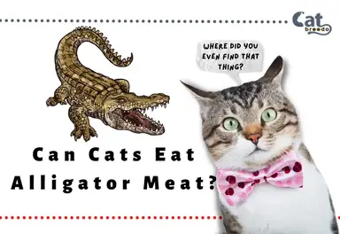 Alligator on sale cat food