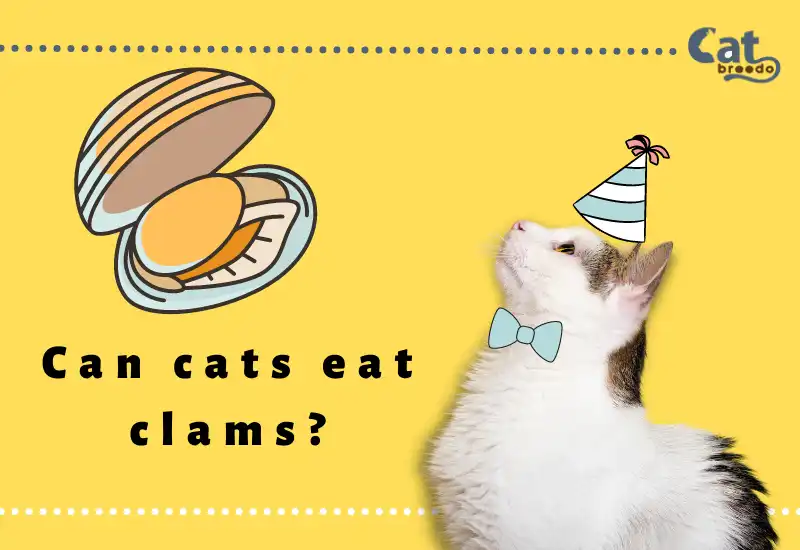 Can Cats Eat Clams