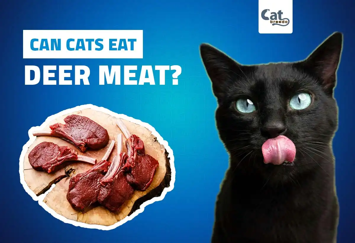 Can Cats Eat Deer Meat?