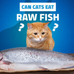 Can Cats Eat Raw Fish?