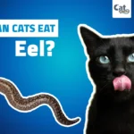 Can Cats Eat Eel?