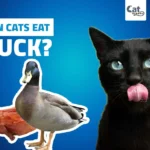 Can Cats Eat Duck?