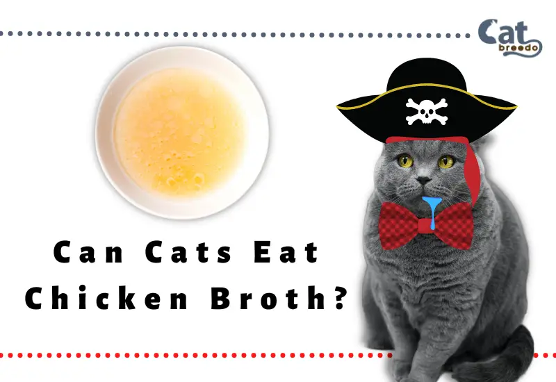 Can Cats Eat Chicken Broth?