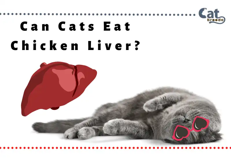 Can Cats Eat Chicken Liver?