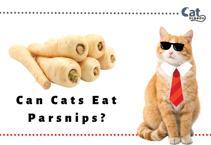 Can Cats Eat Parsnips
