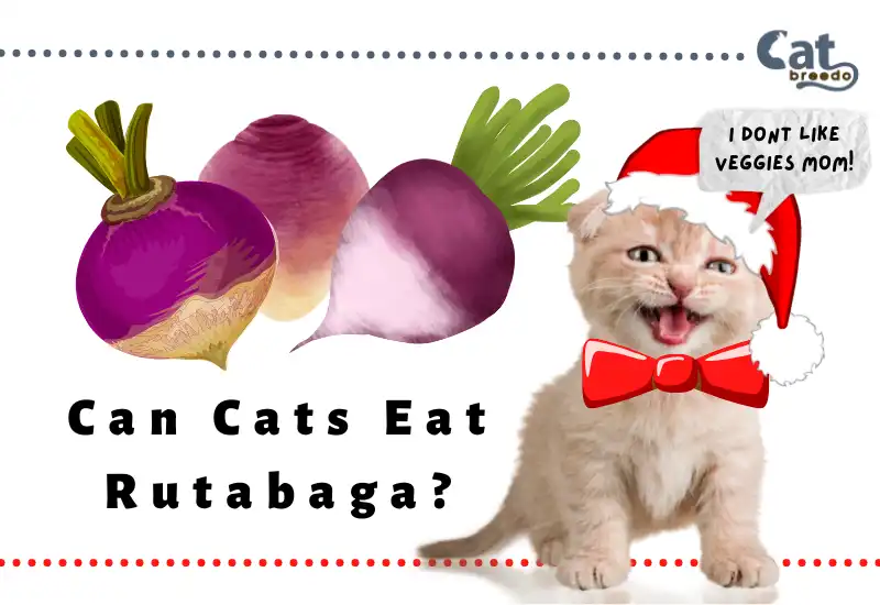 Can Cats Eat Rutabaga