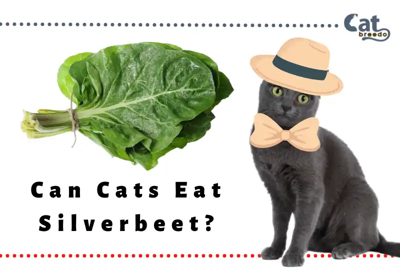 Can Cats Eat Silverbeet