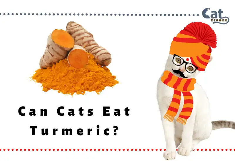 Can Cats Eat Turmeric? Is Turmeric Good To Eat For Cats?